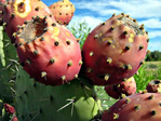  800px-Prickly_Pear_Closeup (600x450, 153Kb)