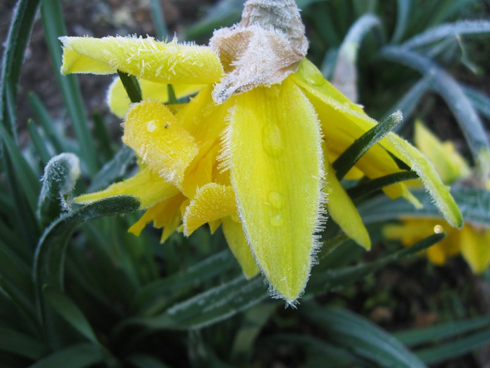 pp spring 007 (700x525, 345Kb)