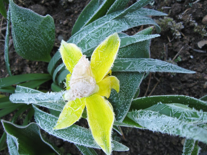 pp spring 002 (700x525, 422Kb)