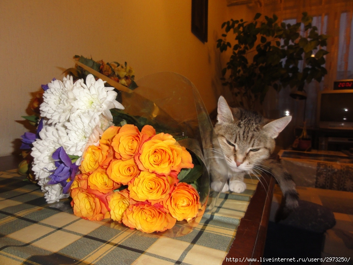 DSC02483 (700x525, 297Kb)