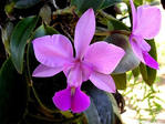  Orhidea - 1 (12) (600x450, 264Kb)