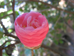  camellia-flower-1198 (700x525, 386Kb)