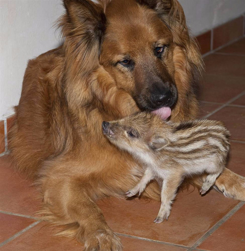 1285875067_animals_06 (500x512, 266Kb)