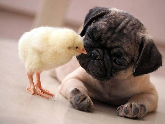 Mtivational-Love-by-animal-and-bird-humans-should-learn-4 (700x525, 245Kb)