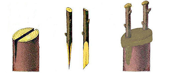 3443454_image_3_ (600x254, 34Kb)