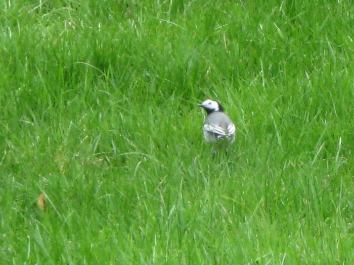 ppp spring 012 (700x525, 406Kb)