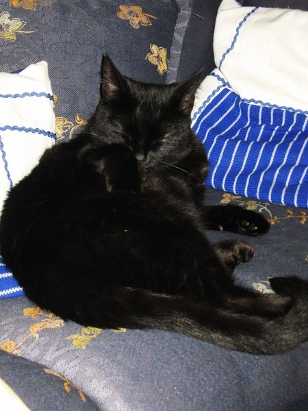 pp spring 008 (450x600, 243Kb)