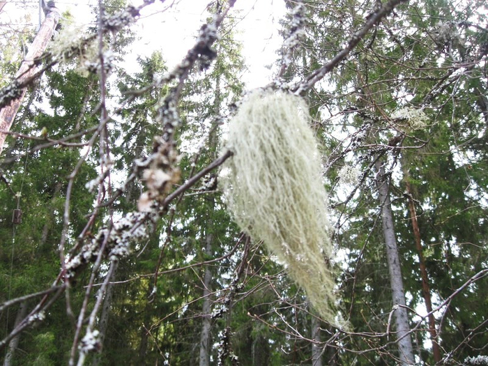 qq spring 034 (700x525, 483Kb)