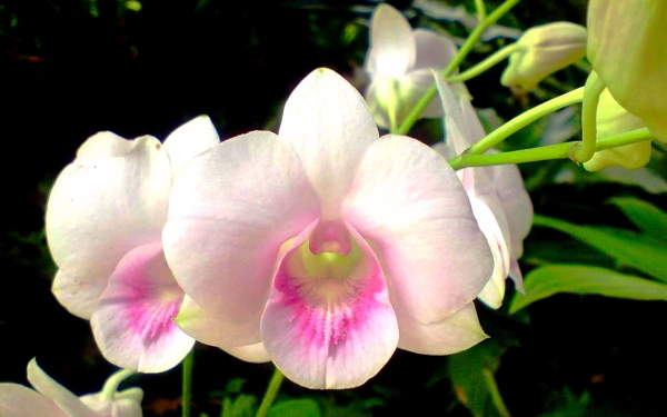kartinki24_ru_orchid_flowers_10 (600x375, 208Kb)