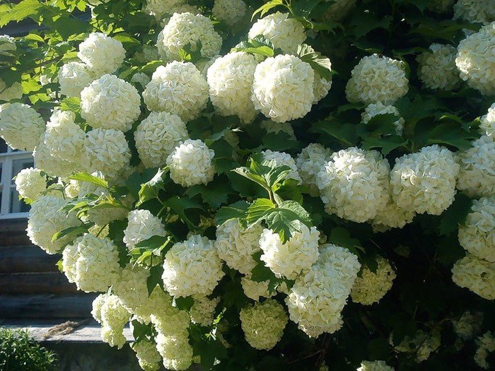 бульденеж кустарник фото онлайн бульденеж кустарник фото