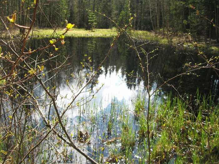 r spring 033 (700x525, 518Kb)