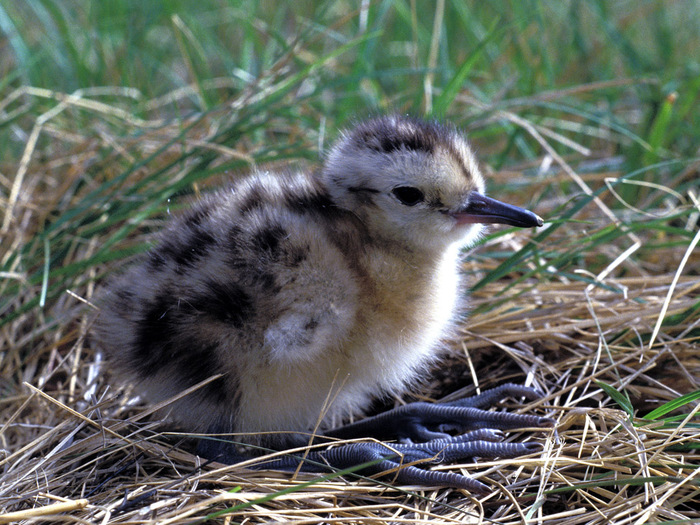 4555414_Numenius_madagascariensis_pullus_003 (700x525, 195Kb)