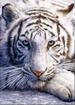  white tiger (226x317, 79Kb)