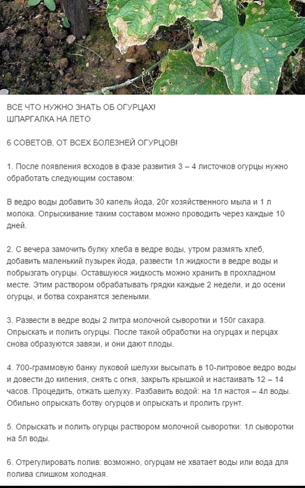 Чего не хватает огурцам картинка