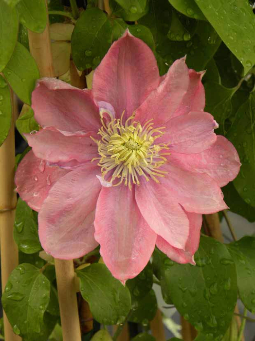 clematis petite sirene (554x730, 335Kb)