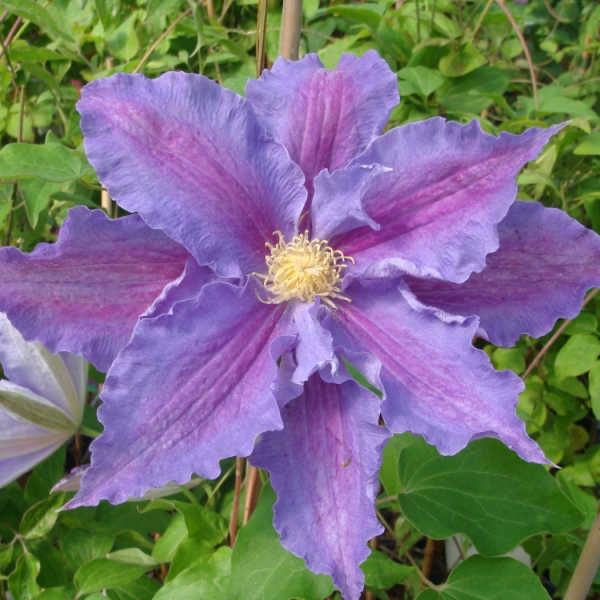 Clematis Beata1 (700x700, 235Kb)