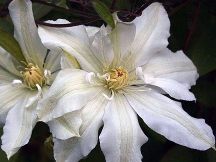 clematis _jeanne_darc (800x625, 313Kb)