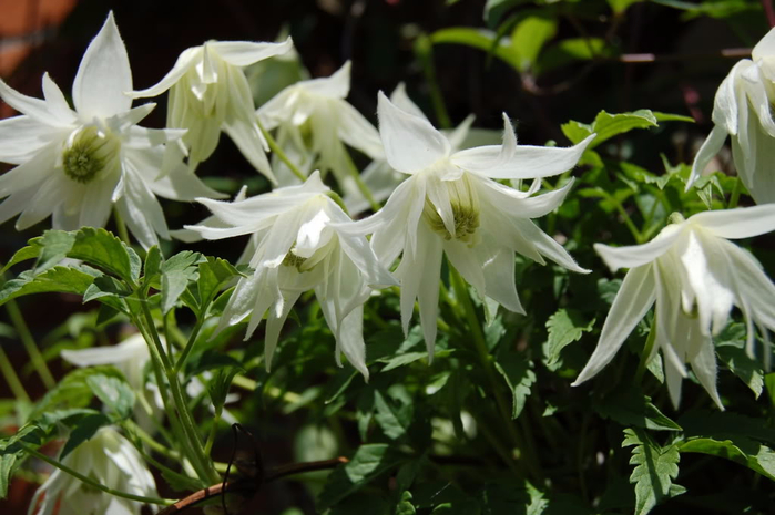 Clematis Atragene Albina Plena (800x565, 326Kb)