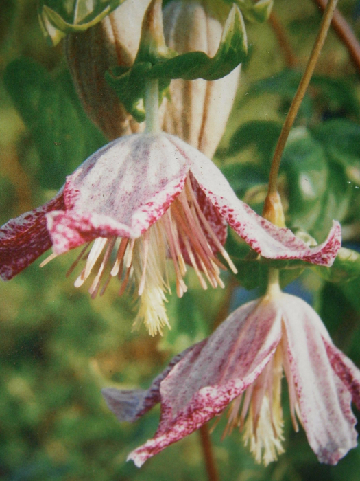 Clematis cirrhosa Advent bells (625x800, 429Kb)