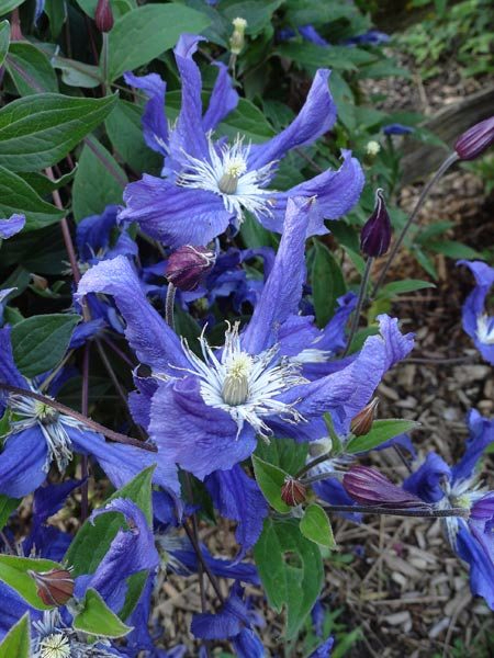 Clematis Season (550x700, 293Kb)