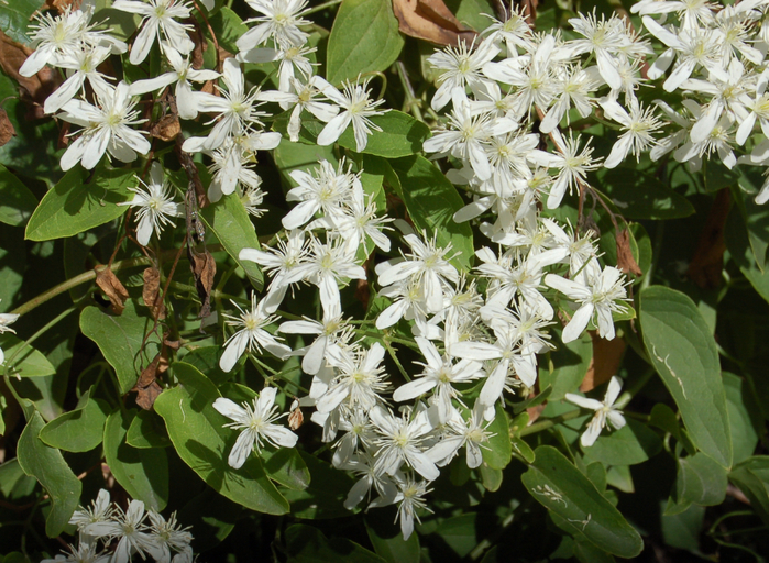 Clematis_terniflora_(2) (800x612, 521Kb)