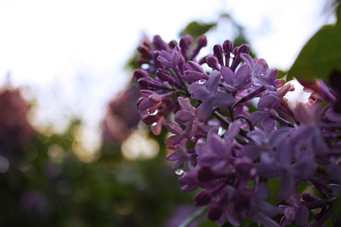 4052195_IMG_6263 (700x466, 243Kb)