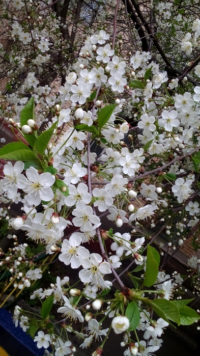 3496842_IMG_20160505_095041 (393x700, 282Kb)