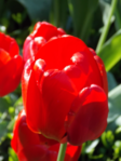 DSCN8723 (525x700, 402Kb)