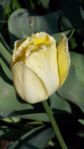  DSCN8724 (393x700, 391Kb)