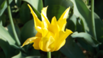  DSCN8728 (700x393, 396Kb)