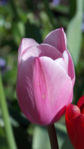  DSCN8731 (393x700, 405Kb)