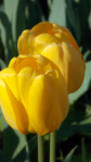  DSCN8738 (393x700, 383Kb)