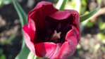  DSCN8749 (700x393, 415Kb)