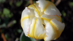  DSCN8758 (700x393, 384Kb)