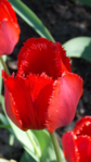  DSCN8768 (393x700, 423Kb)