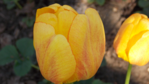  DSCN8771 (700x393, 402Kb)