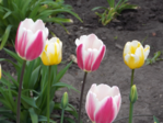  DSCN8825 (700x525, 521Kb)