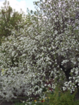  DSCN8836 (525x700, 878Kb)