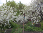  DSCN8839 (700x525, 859Kb)
