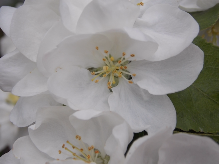 DSCN8844 (700x525, 337Kb)