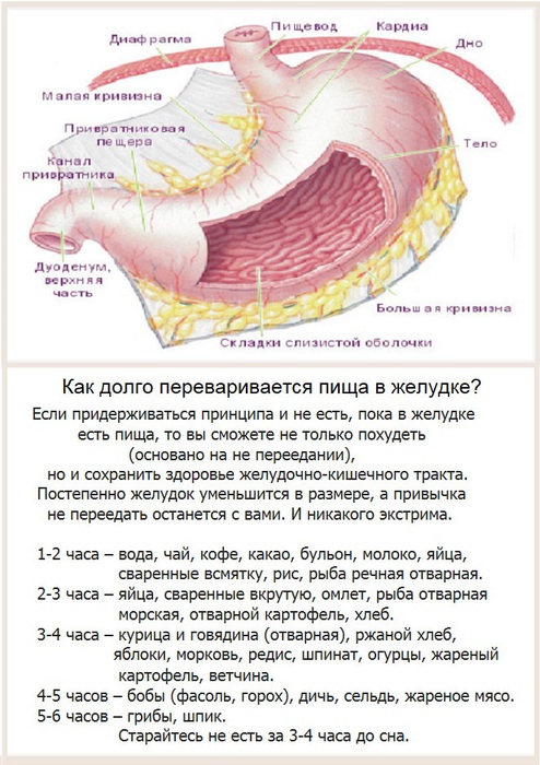 Сколько в желудке переваривается лаваш