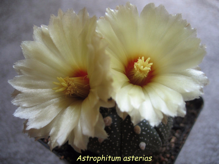 Astrophitum-asterias-4 (700x525, 265Kb)