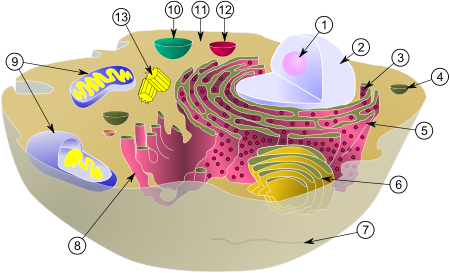 3308239_450pxBiological_cell_svg (450x273, 101Kb)