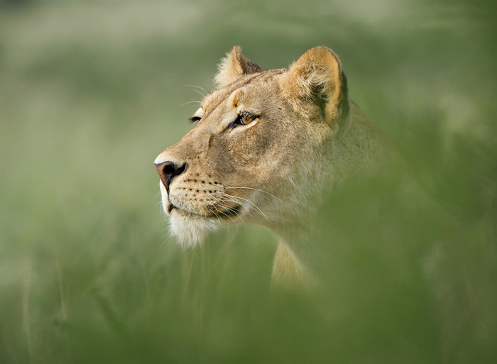 Lioness in the rain фото