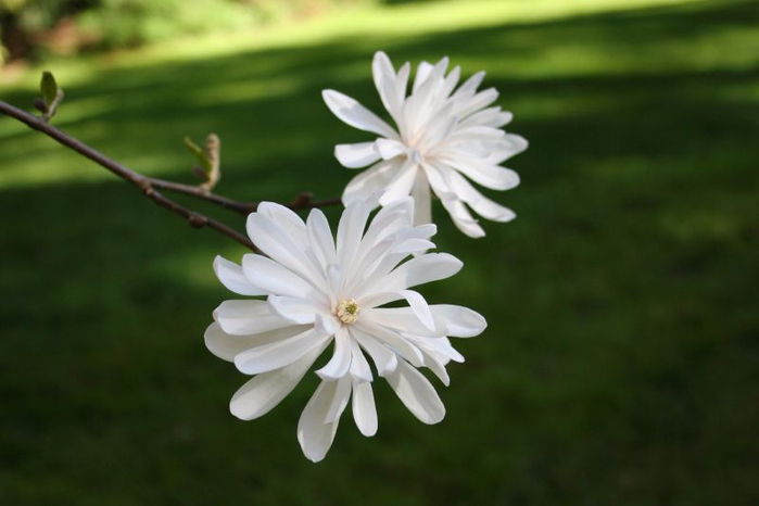 японская звездчатая магнолия Magnolia_stellata_(1) (700x466, 214Kb)