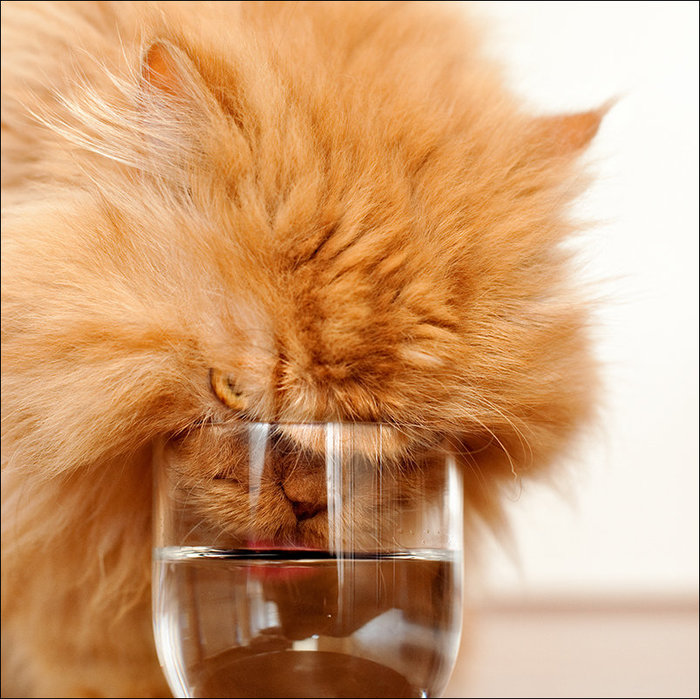 drunk (700x699, 125Kb)