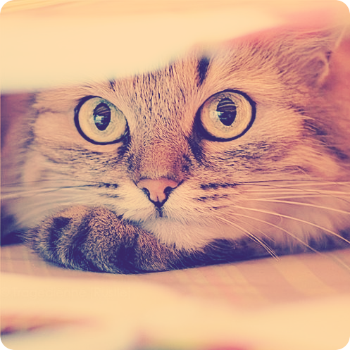 title972950600 (150x150, 179Kb)