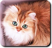 title972950600 (150x150, 179Kb)