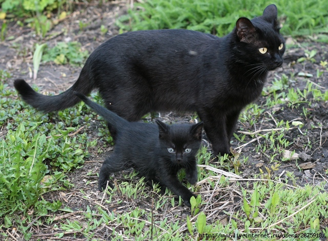 IMG_0032 (640x470, 299Kb)