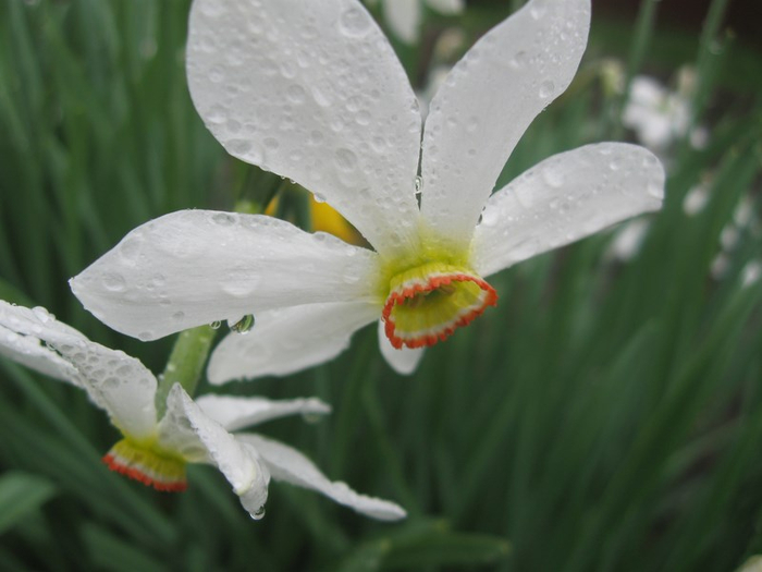 x spring 044 (700x525, 235Kb)